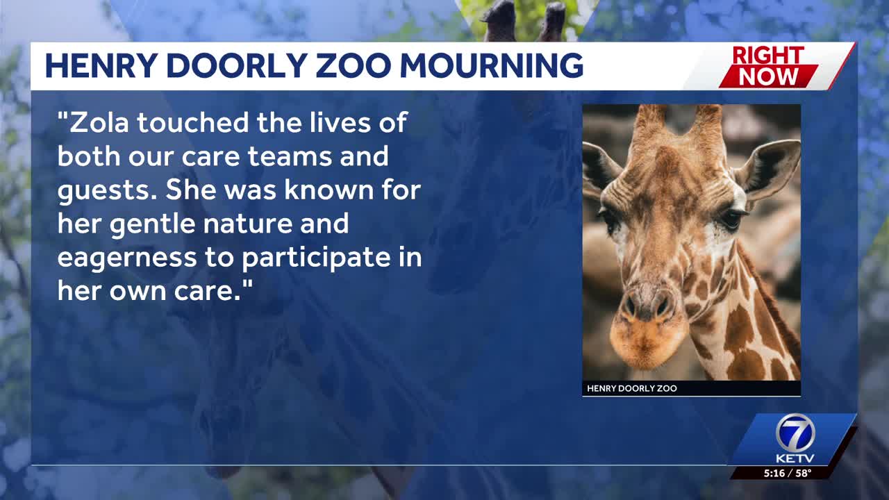 Omaha's Henry Doorly Zoo mourns death of a beloved member of giraffe herd
