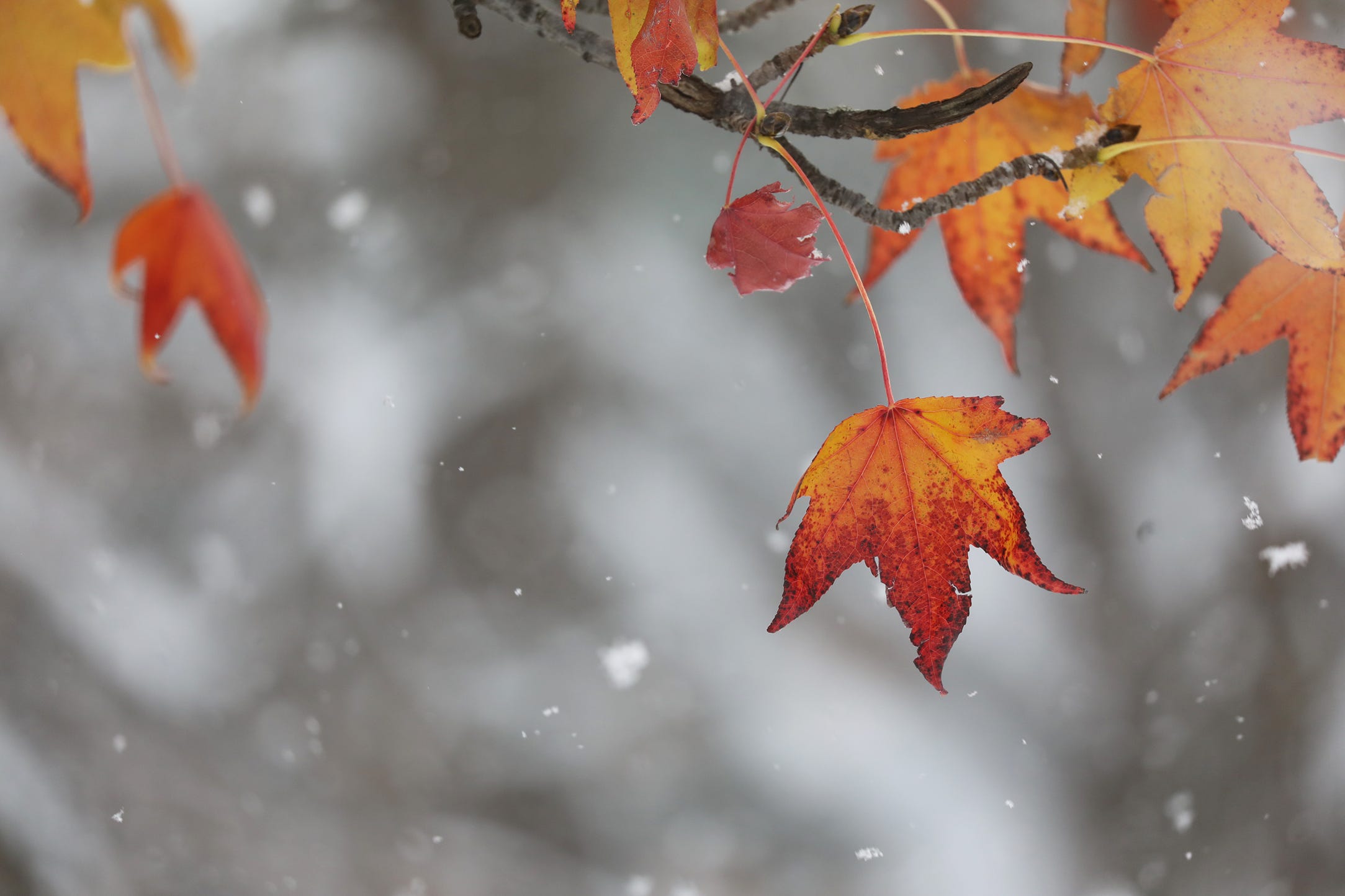 Rochester's first snow is on its way. See the forecast