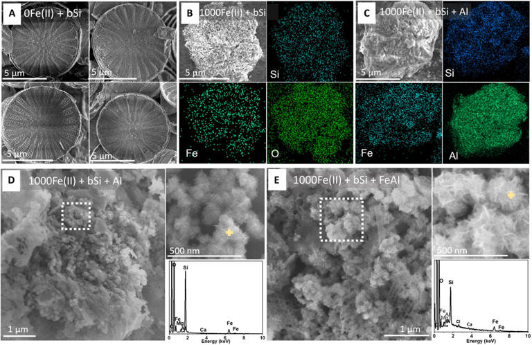 Tiny diatoms, big climate impact: How microscopic skeletons rapidly ...