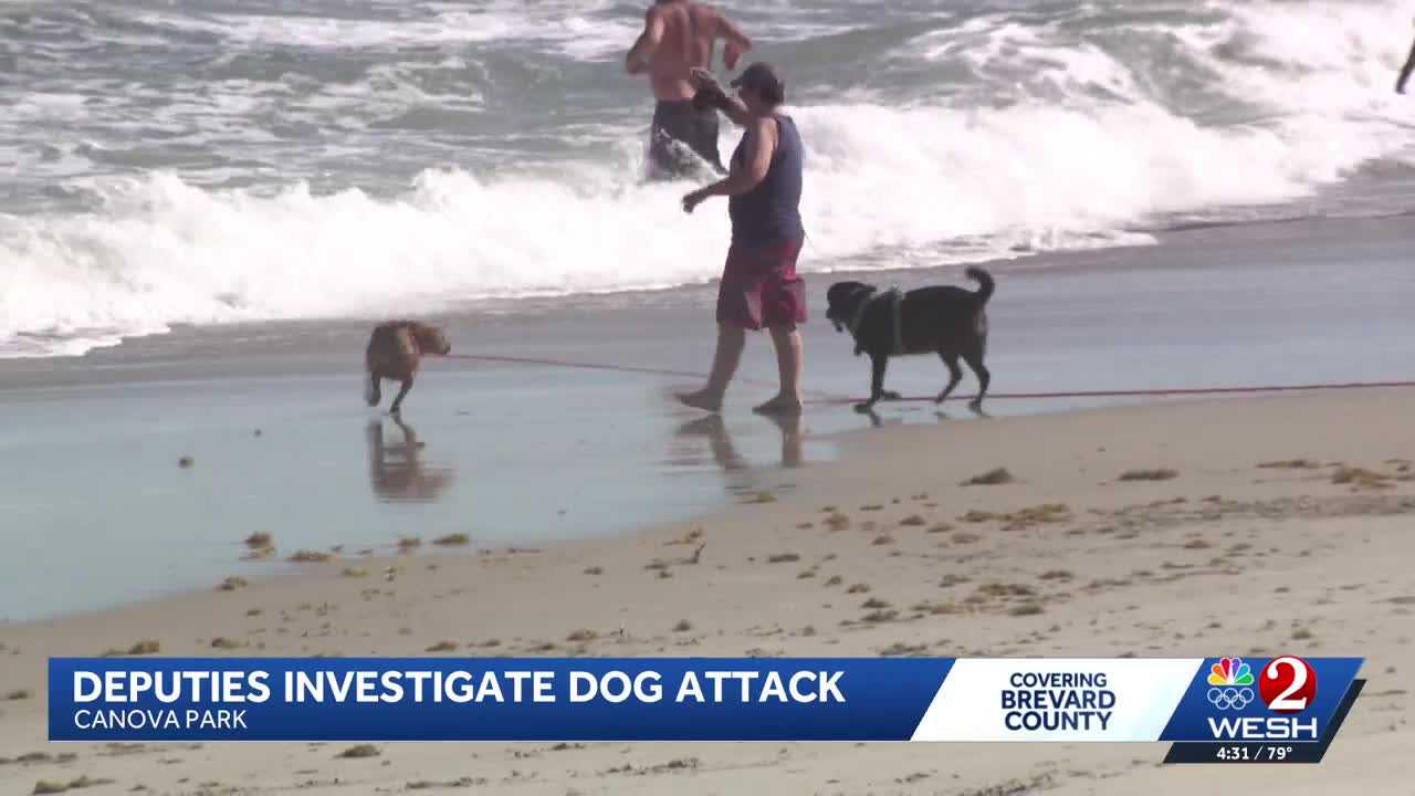 Brevard County deputies search for dog owner after deadly beach attack