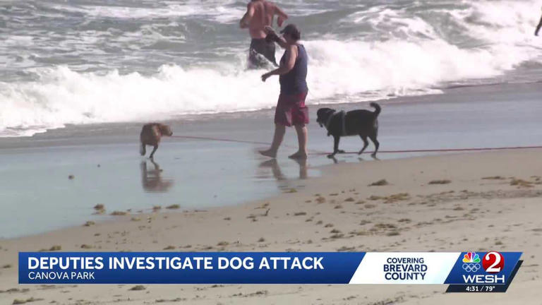 Brevard County deputies search for dog owner after deadly beach attack