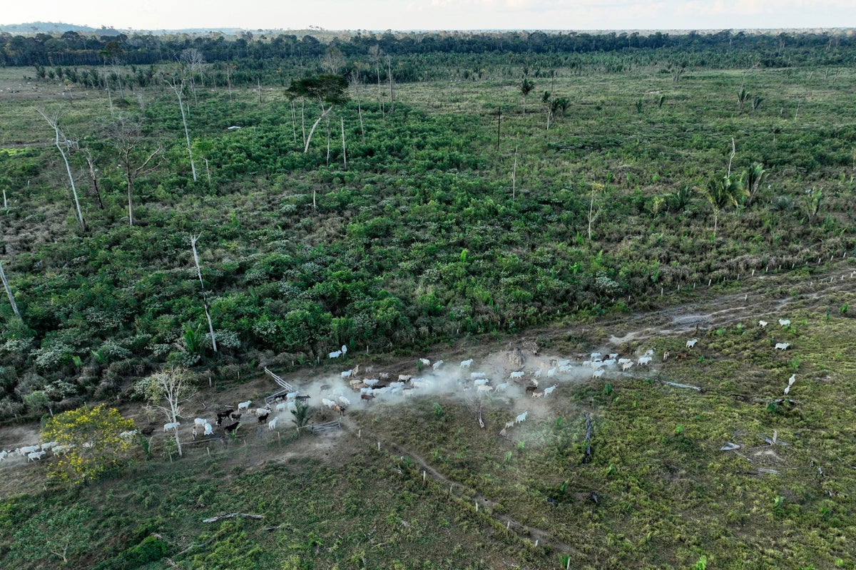 Interpol announces a new global fight against illegal deforestation