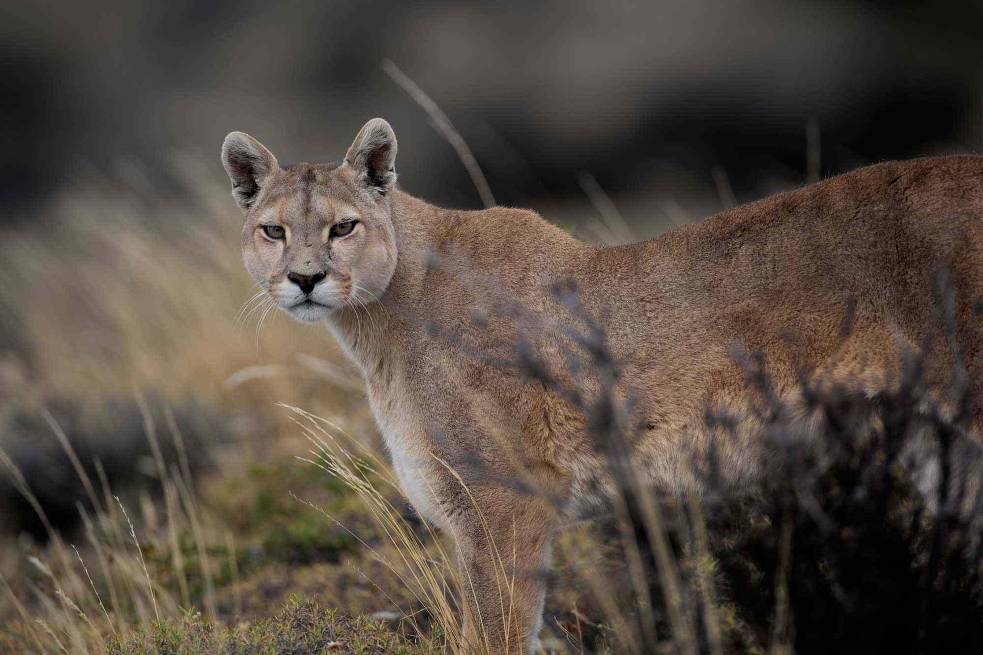 2 Cyclists Encounter Mountain Lion on California Trail in Frightening(00)
