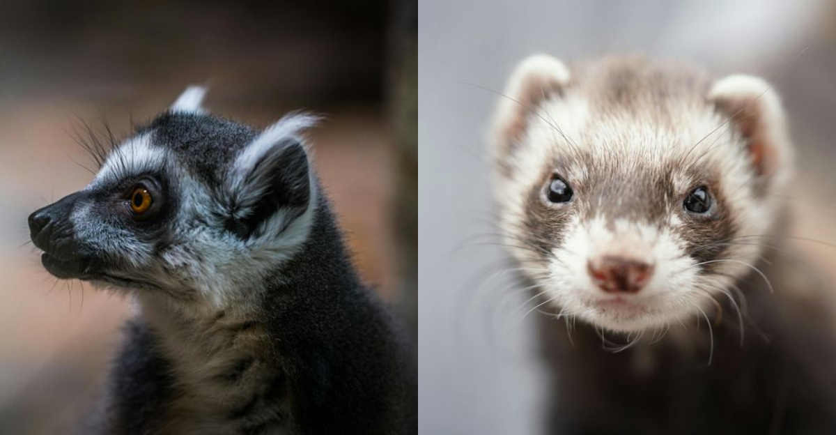 Pets You Can’t Legally Own In America