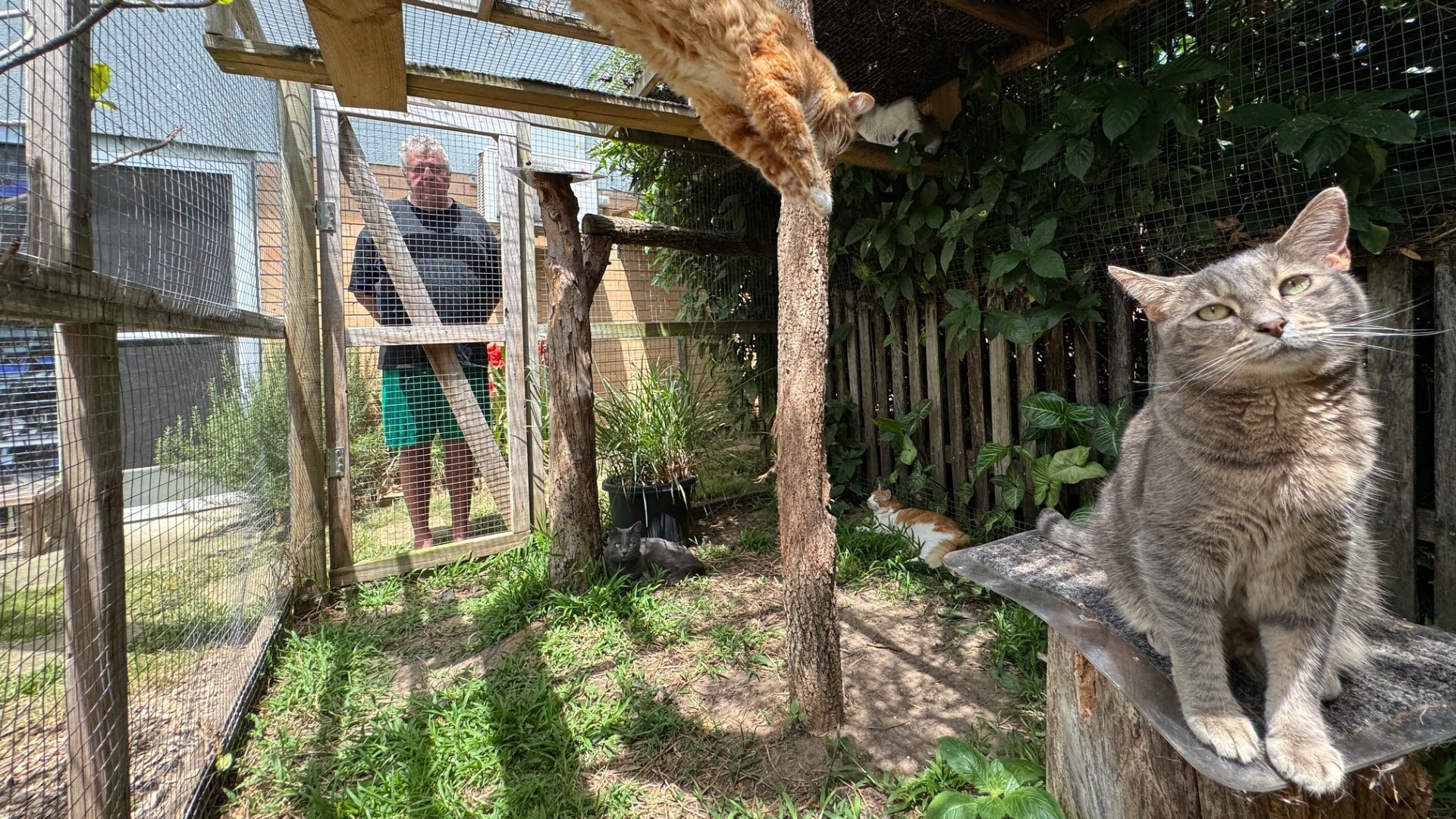 Owner of seven cats modifies home to keep them away from wildlife