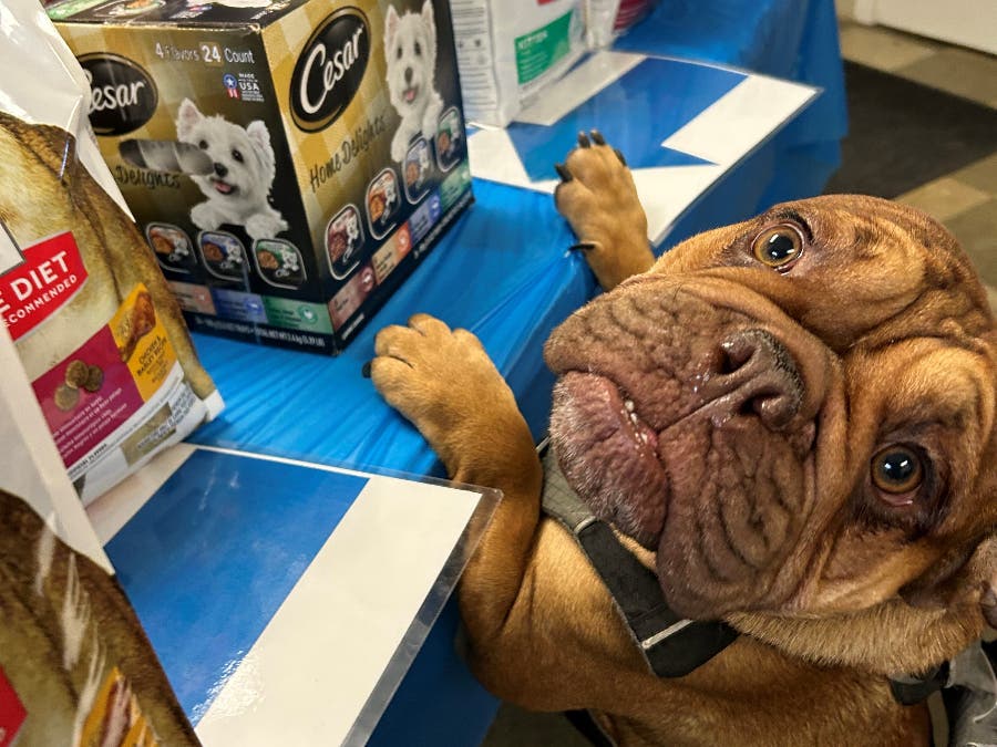 SNAP Benefit Freeze: Pet Pantry Pop-Ups Launched For Needed Food Donations