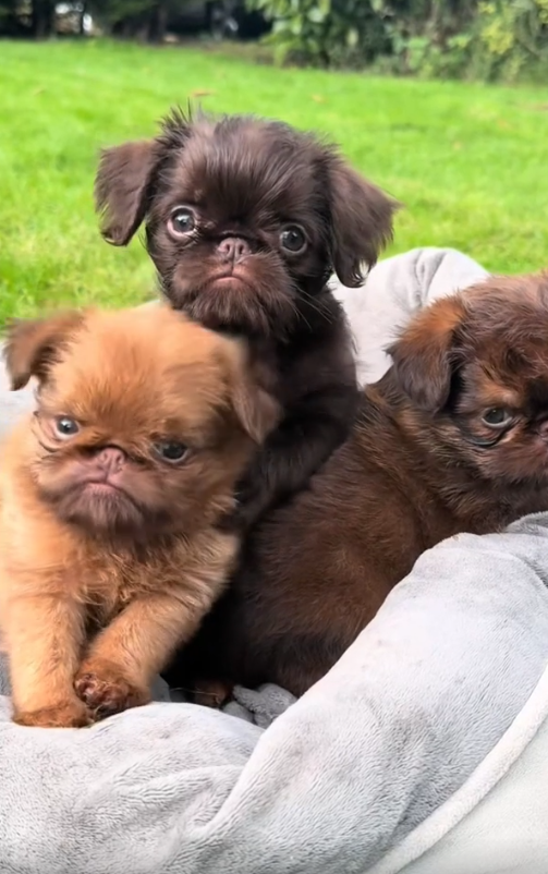 Brussels Griffons: The Ultimate Listeners and Comfort Companions