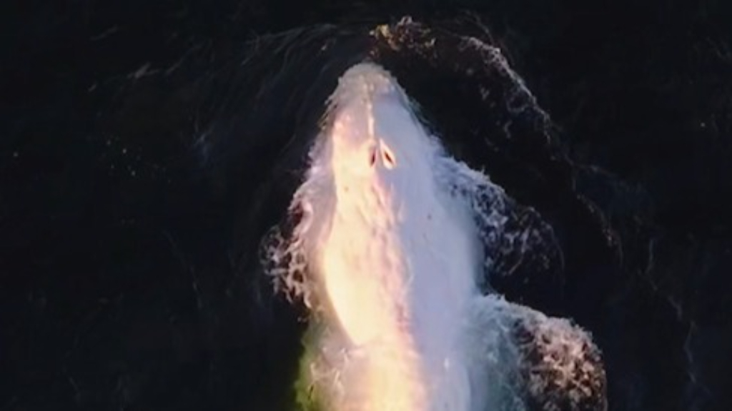 Rare white humpback whale spotted off coast in 'very unusual' sighting