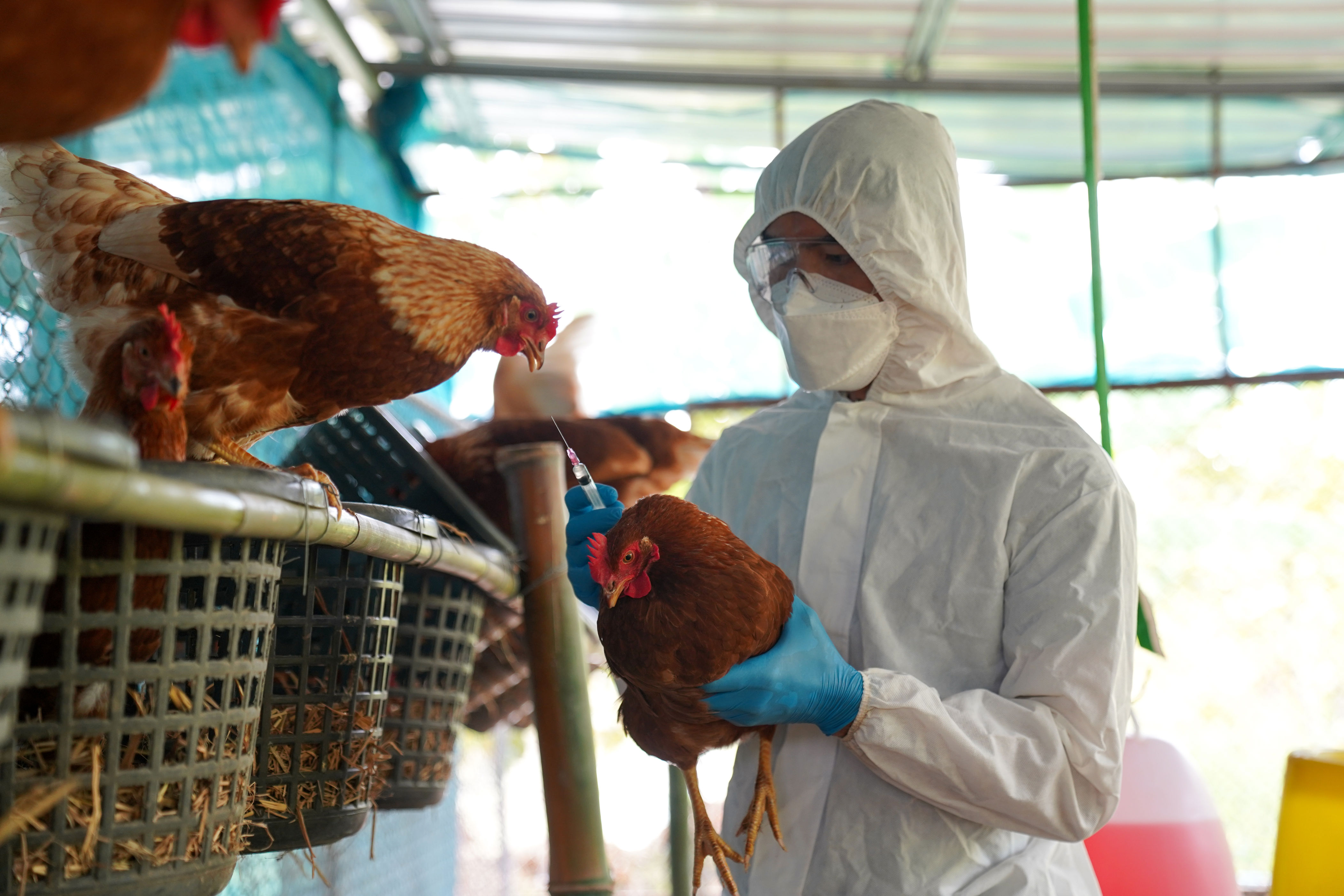 Bird flu outbreak spreads across northern Indiana farms