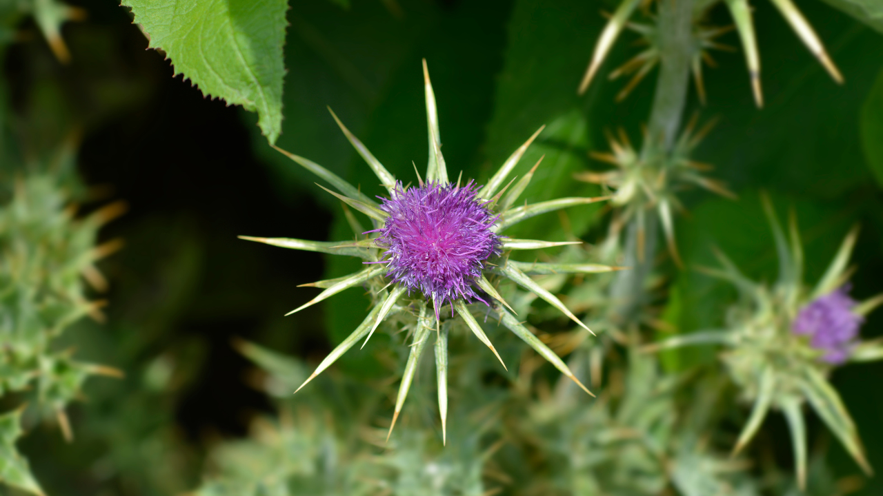 Milk Thistle