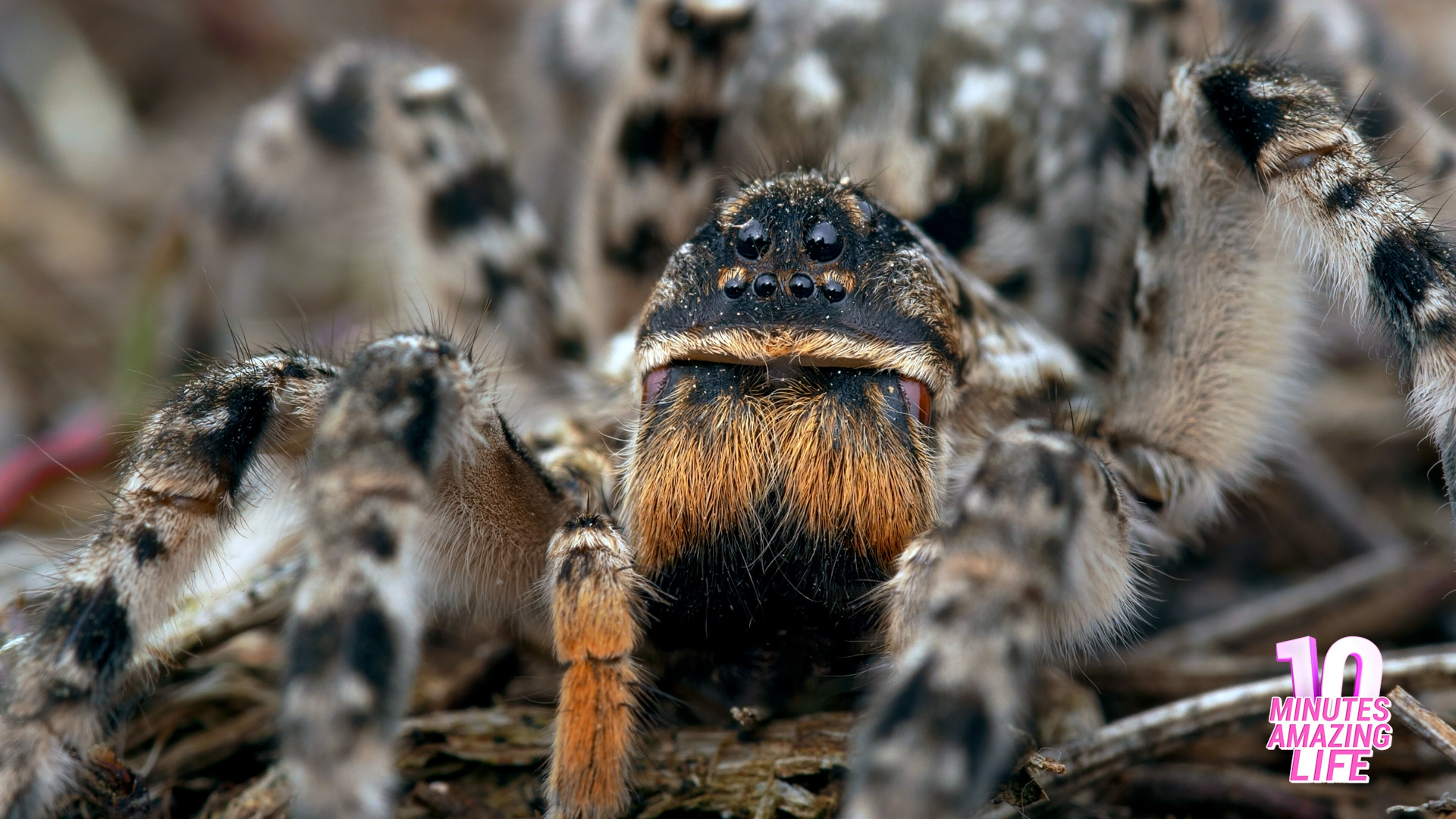 What Makes the Spider Mother So Unique in Nature?