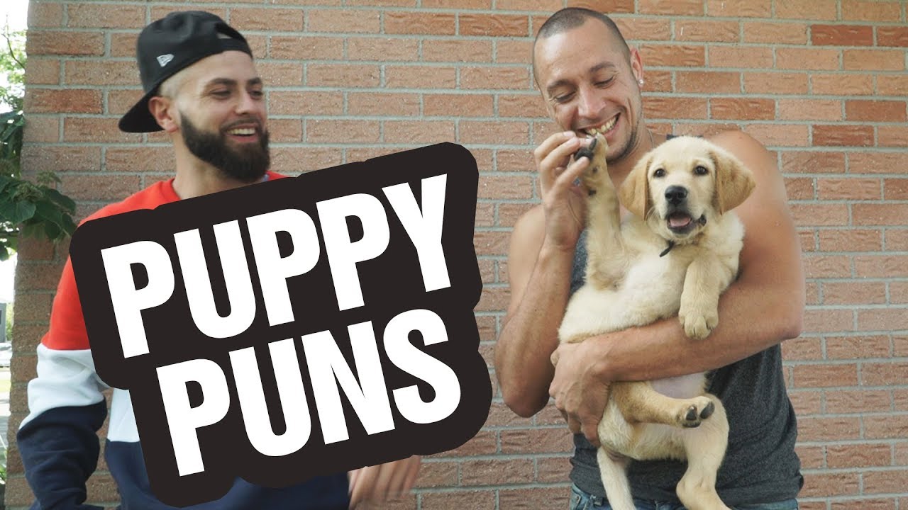 The Ultimate Combination: Animals and Puns