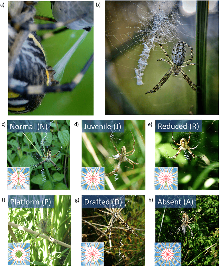 Those Strange Zigzag Decorations in Spider Webs Might Finally Have an ...