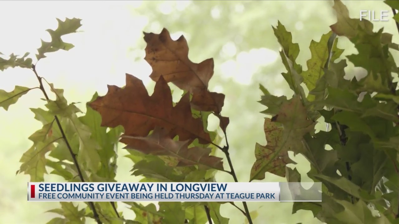 Longview Parks and Rec to hand out more than 600 seedlings on Thursday