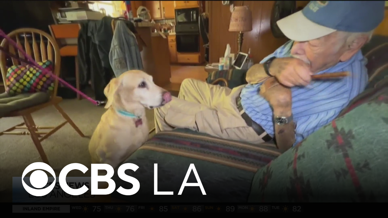 Dog missing for nearly two weeks in LA reunited with 93-year-old owner
