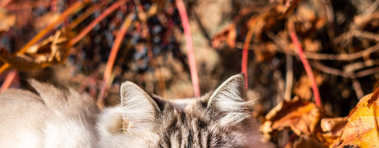 Cranky-Looking Ragdoll Cat Buried in a Pile of Leaves Is for Everyone ...