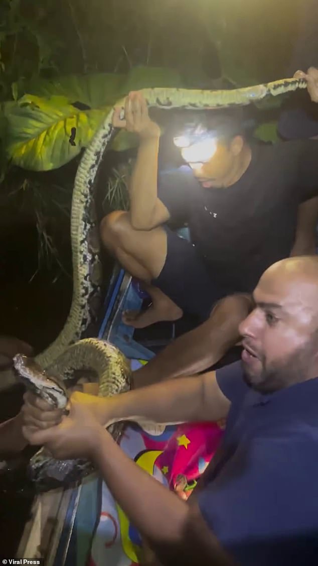 Heart-stopping moment giant six-metre python coils itself around a tour ...
