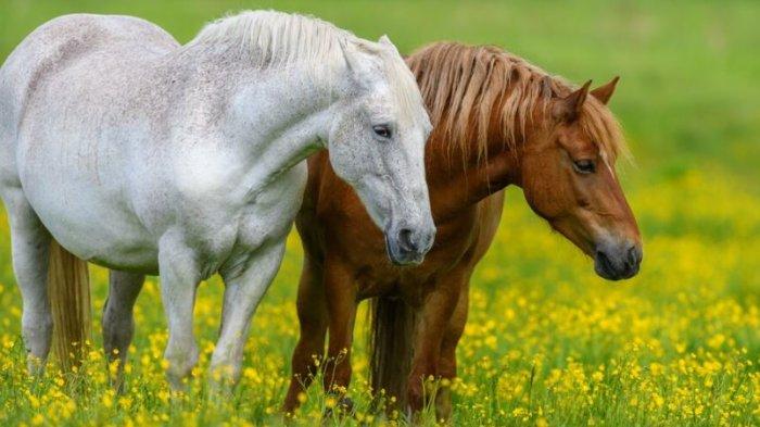 Ramalan Shio Hari Ini: Kuda dan Tikus Menghadapi Tekanan Hidup dan Sosial