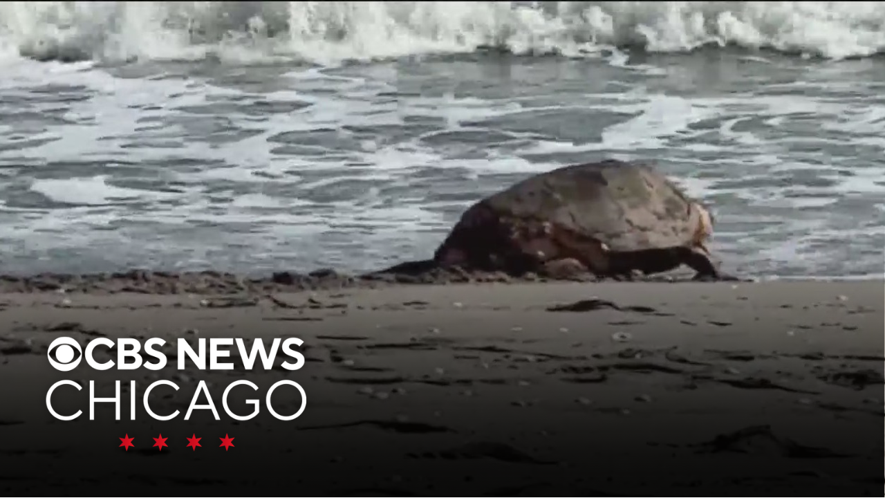 Rehabbed turtle “Swim Shady” released back into ocean