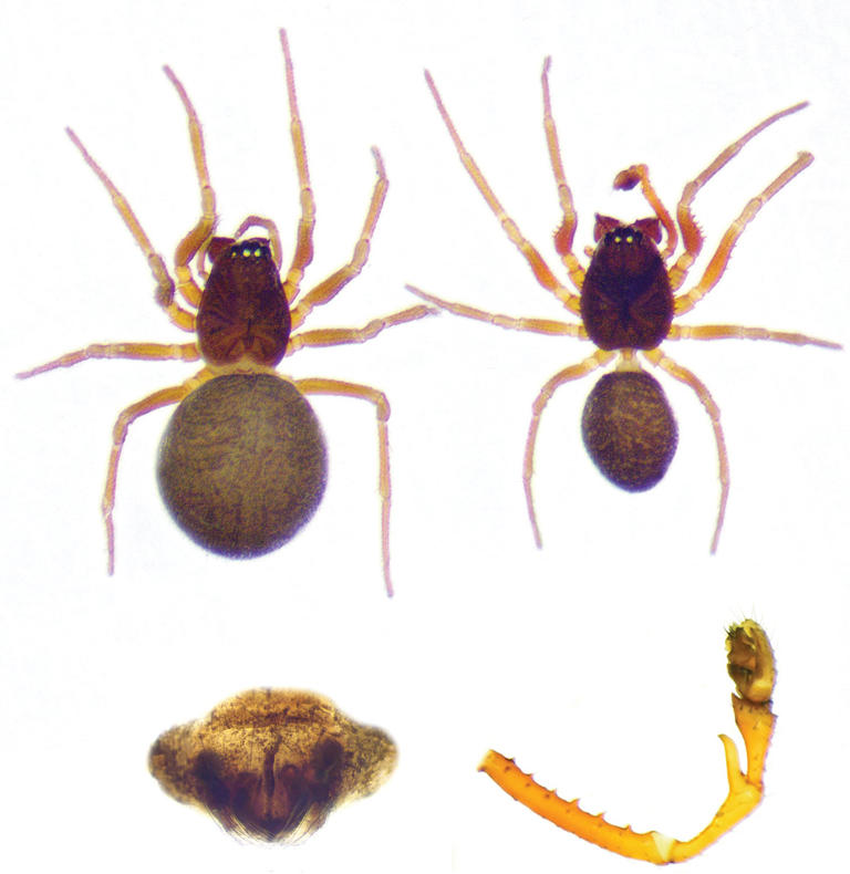 This ‘arachnid megacity’ may be the largest spider’s web ever found