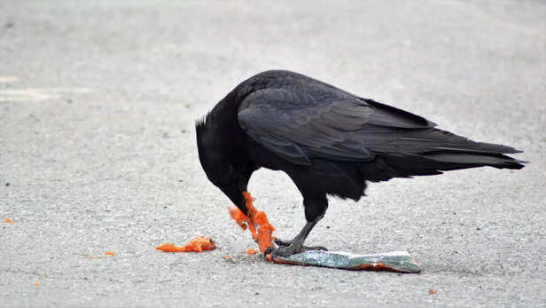 What Makes Crows So Important To Life After Death