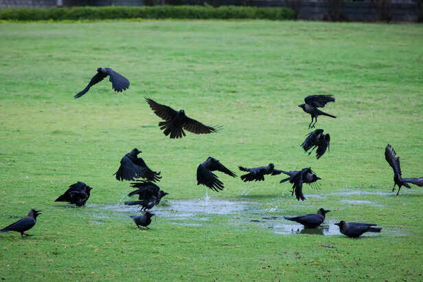 What Makes Crows So Important To Life After Death