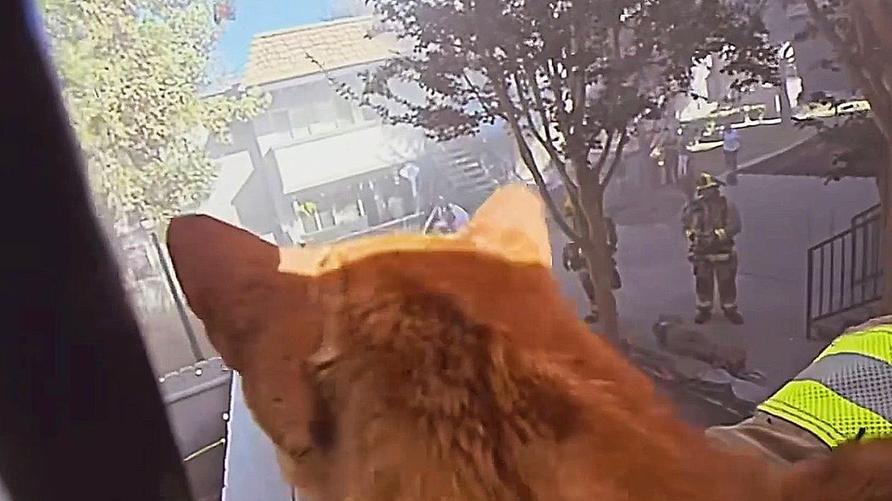 Firefighters rescue cats from burning apartment in California