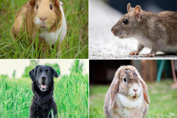 Vet checks, office pets, snuffles and scooting - PDSA tackles your ...