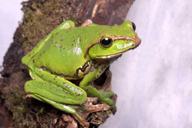 I'm a millennial office frog — it's a survival tactic