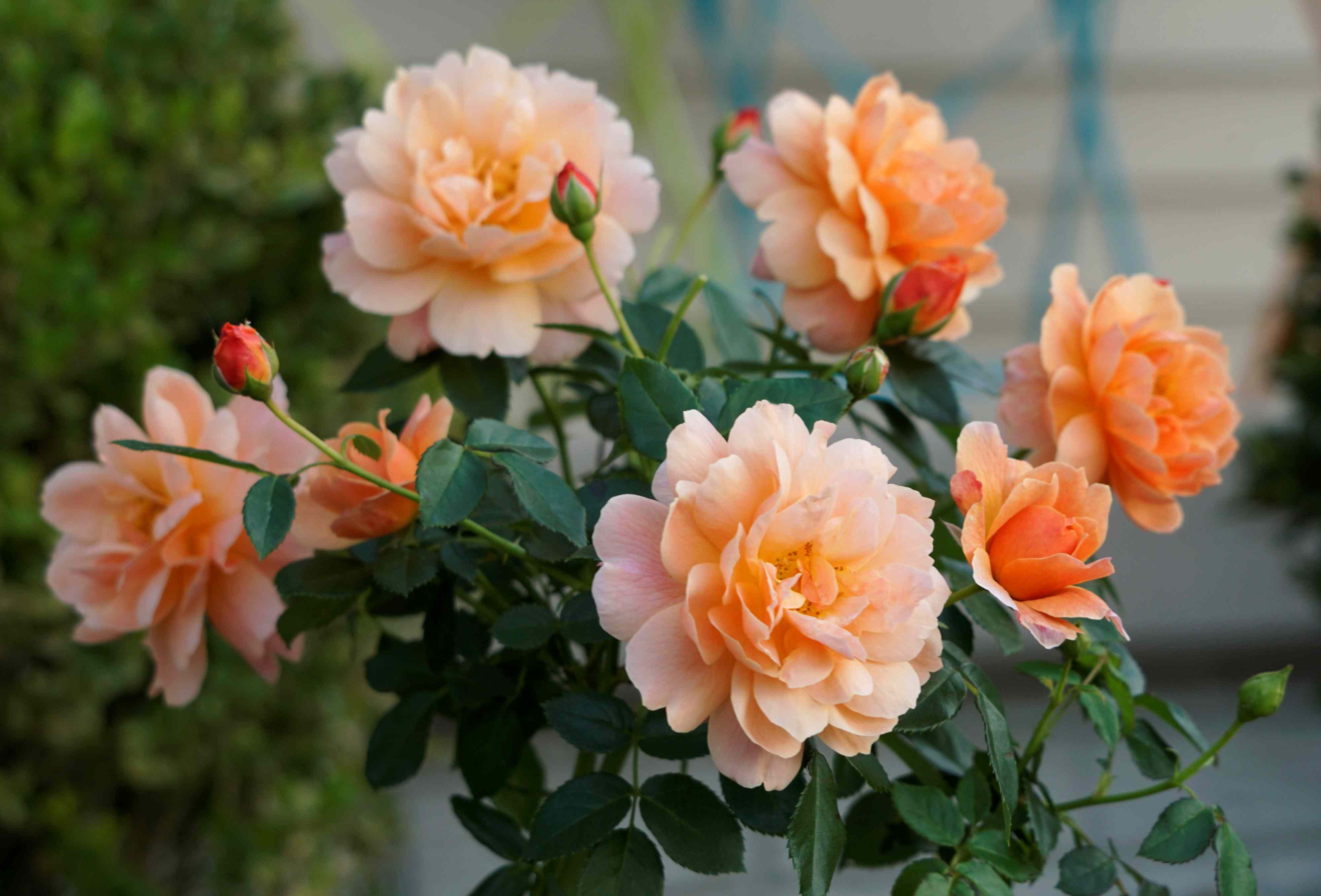 Should You Plant Roses in Fall or Spring? Here's What Experts Recommend