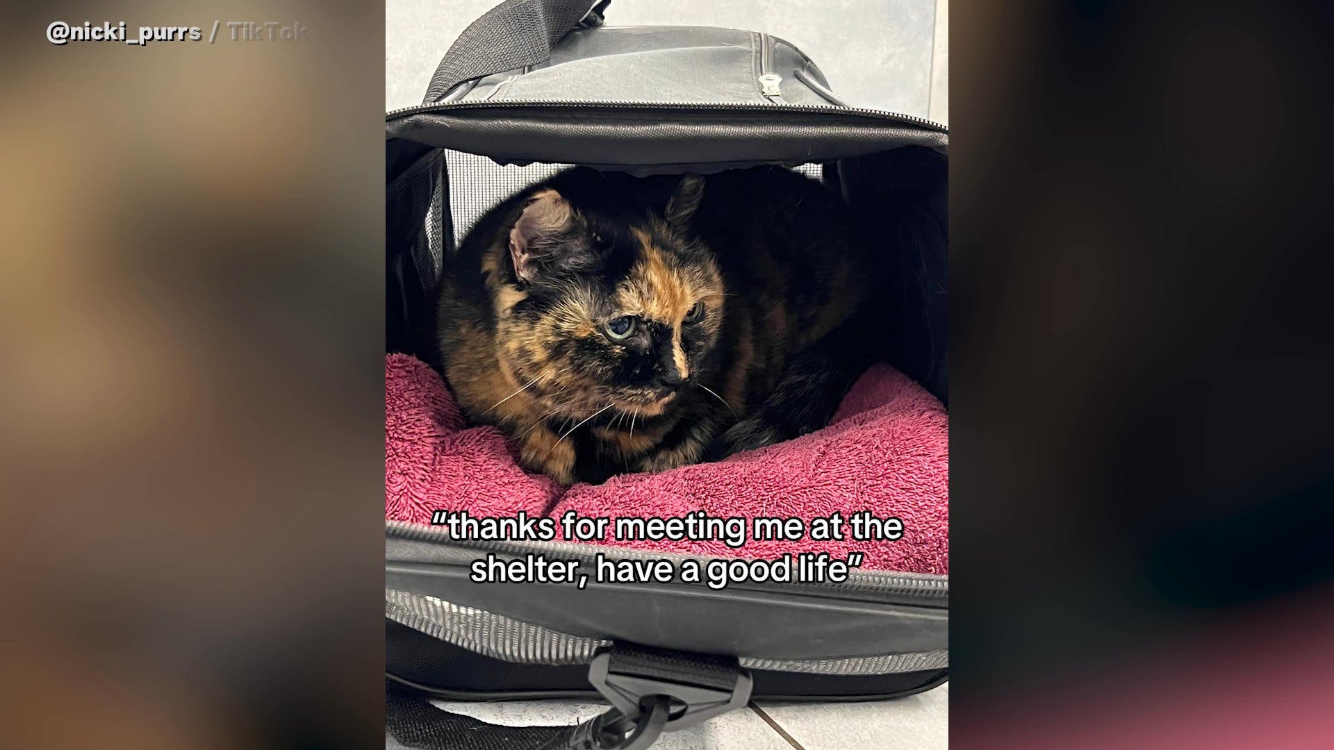 Senior Cat Surrendered to Shelter Find Forever Home at 14