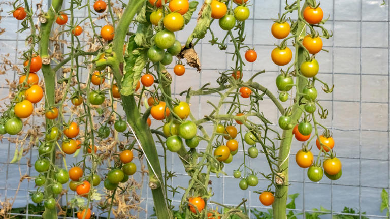 A Cost-Effective Method That Can Quickly Transform A Tomato Garden