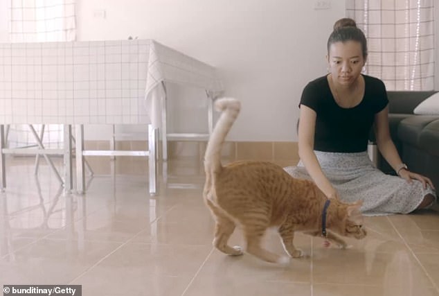 Can you speak CAT? Take the test to see if you can decode a moggie's ...