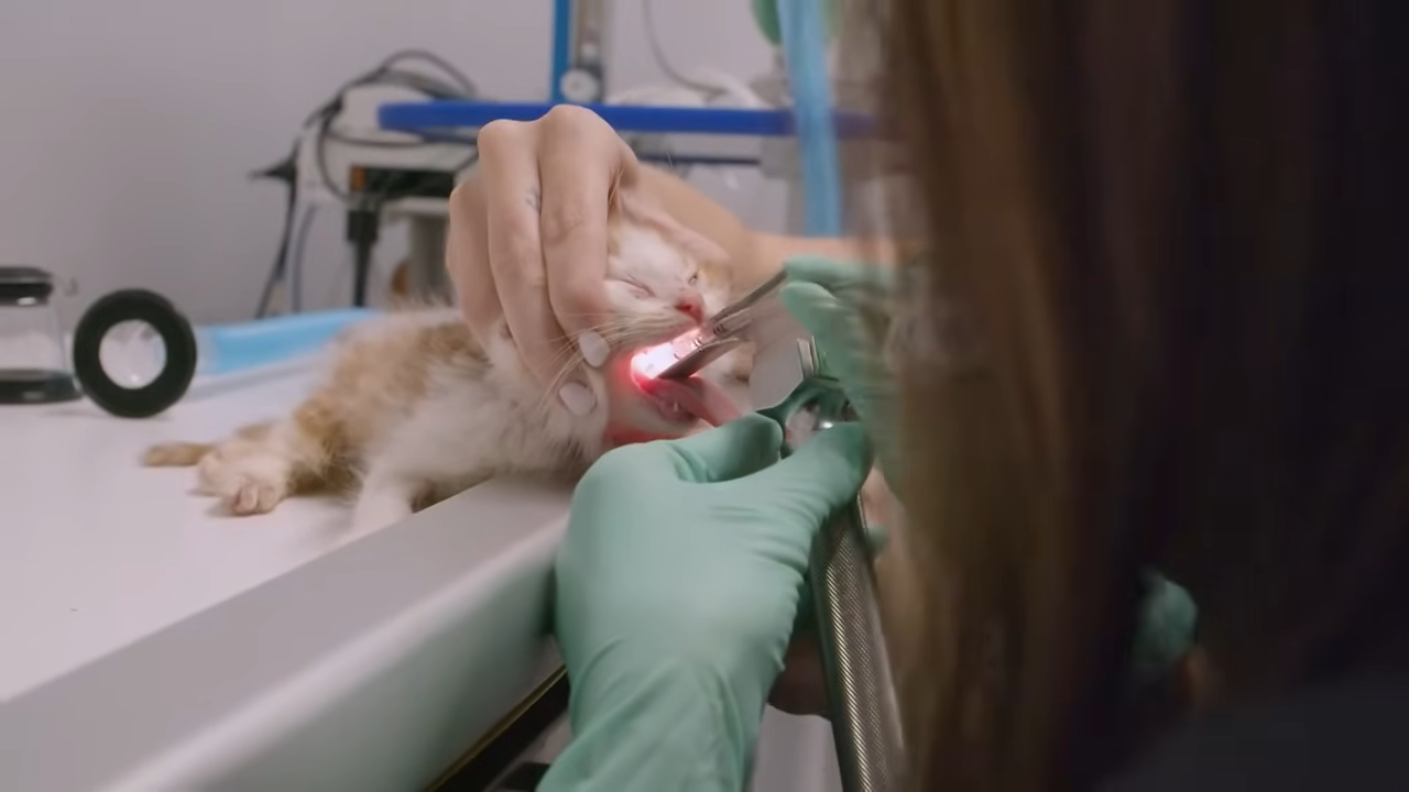 Watch how a routine surgery turned into a fight to save her life