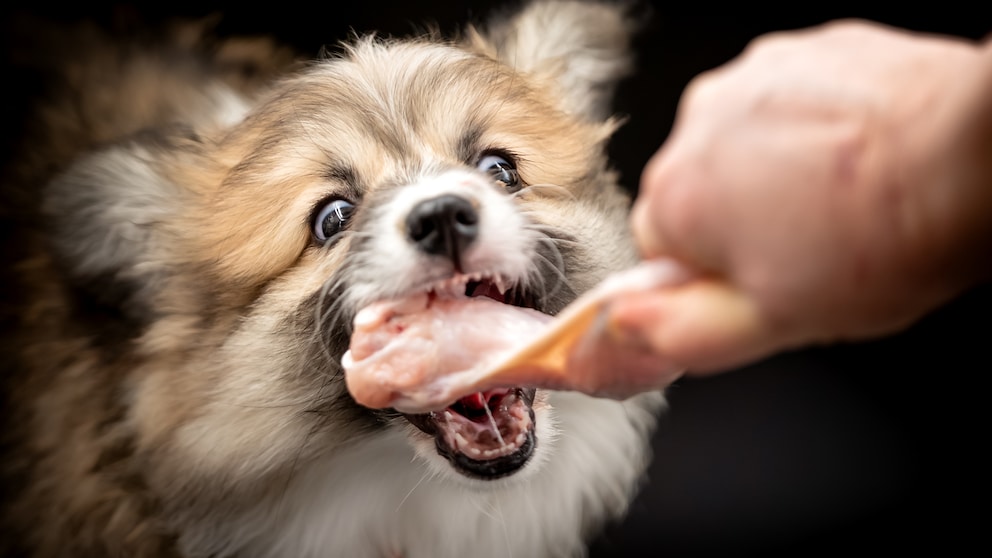 Too Much Meat Can Lead to Problematic Behavior in Dogs