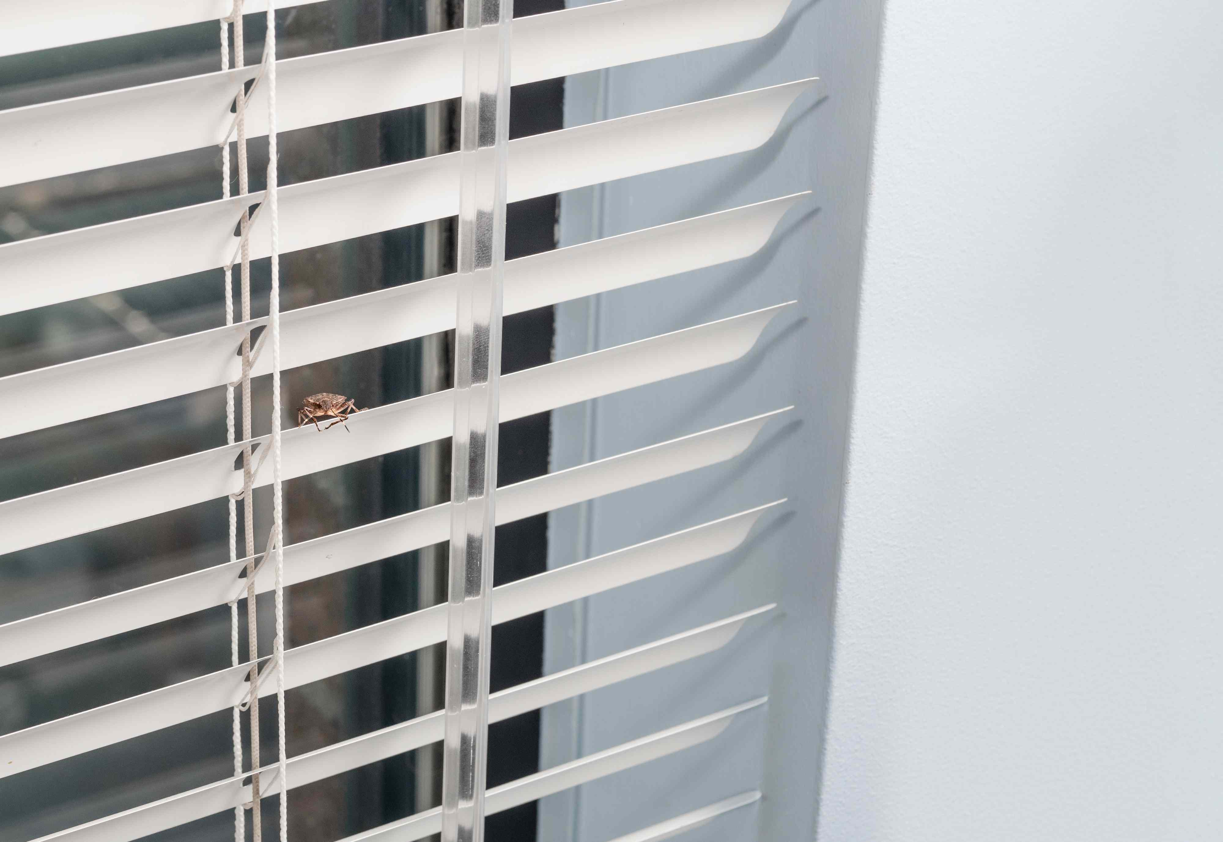 How to keep stink bugs out of your house this fall