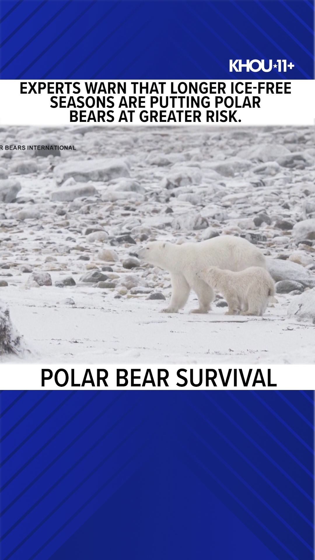 Polar bear survival