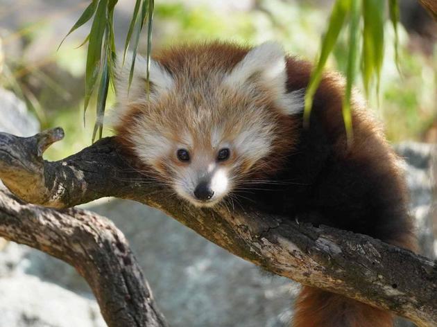 Süßes Panda-Jungtier unerwartet gestorben – Großer Zoo in Niedersachsen ...