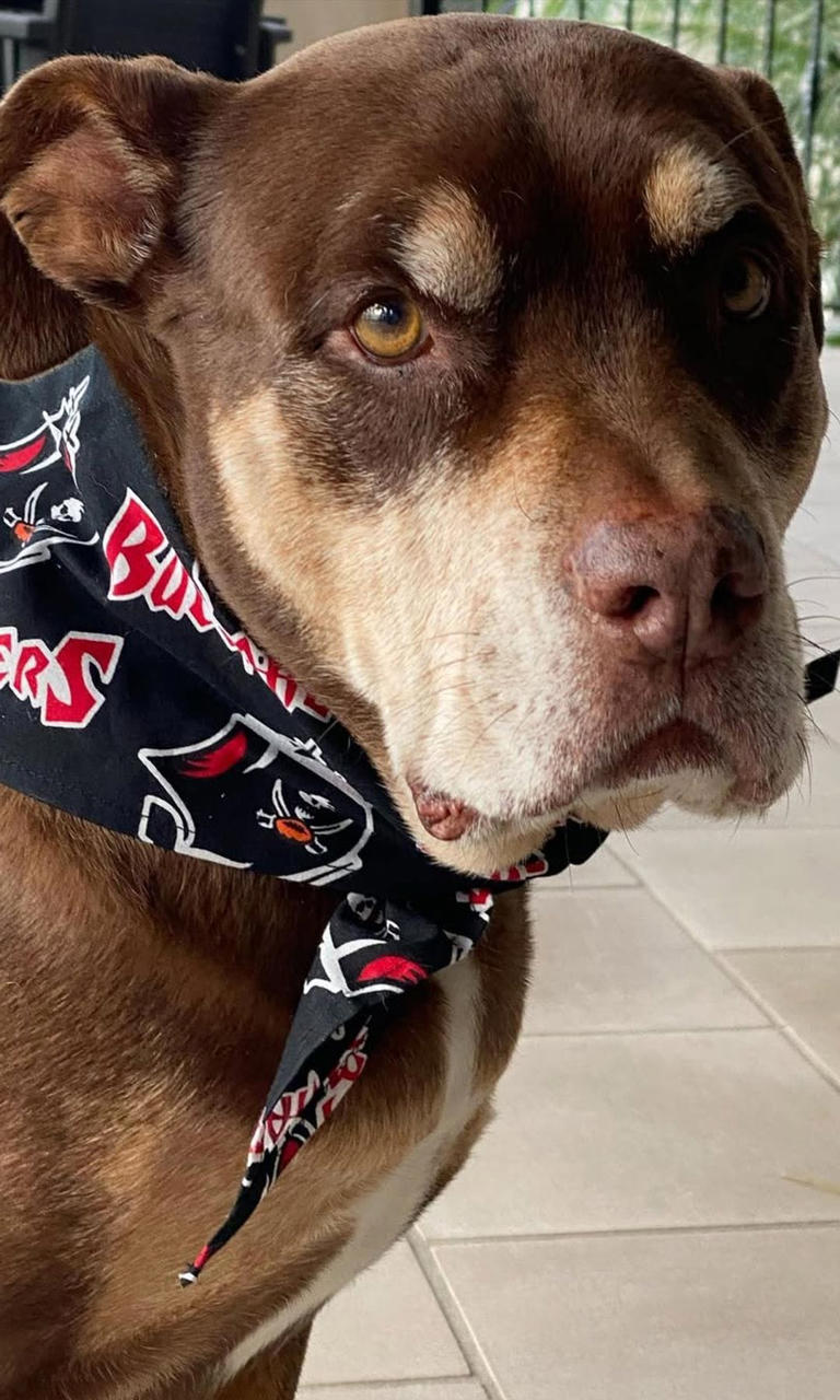 Ana Ramírez, veterinaria, sobre el perro clonado de Tom Brady: 