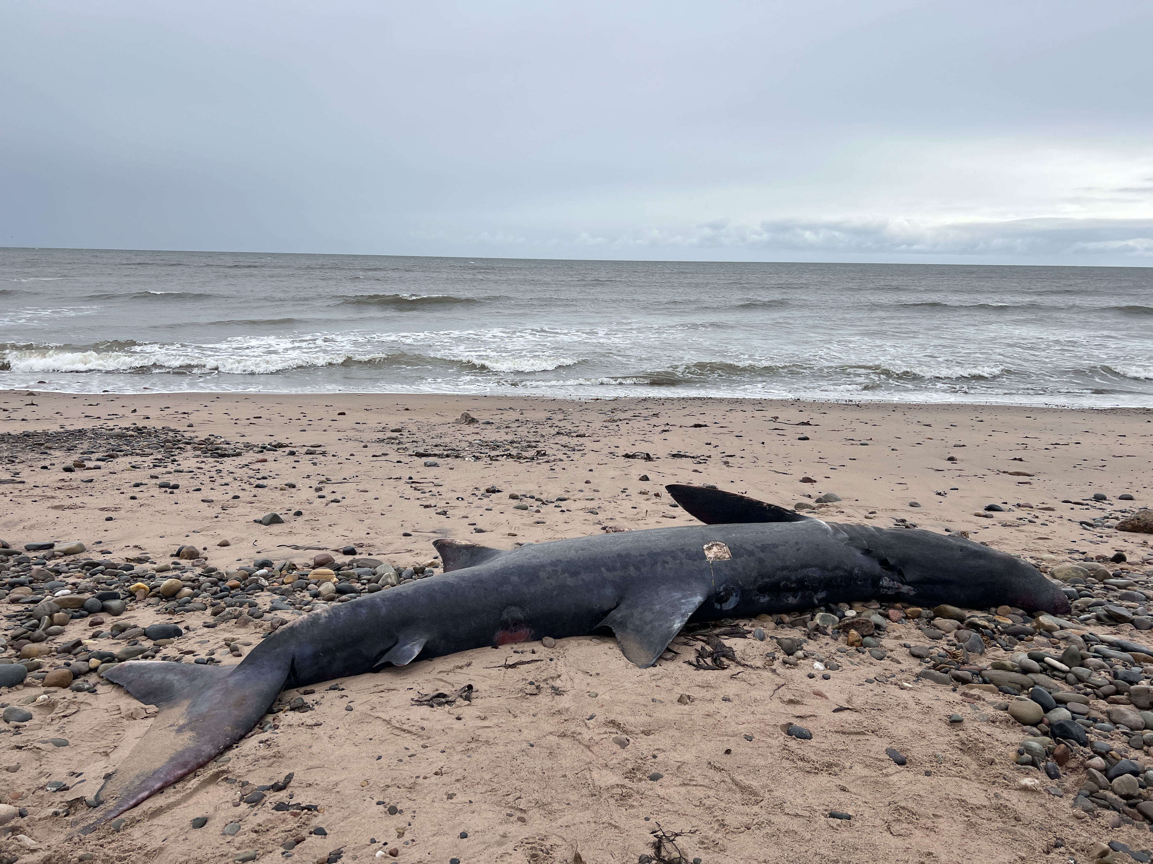 Moray: Dead 12ft basking shark washed up on Portgordon beach found with