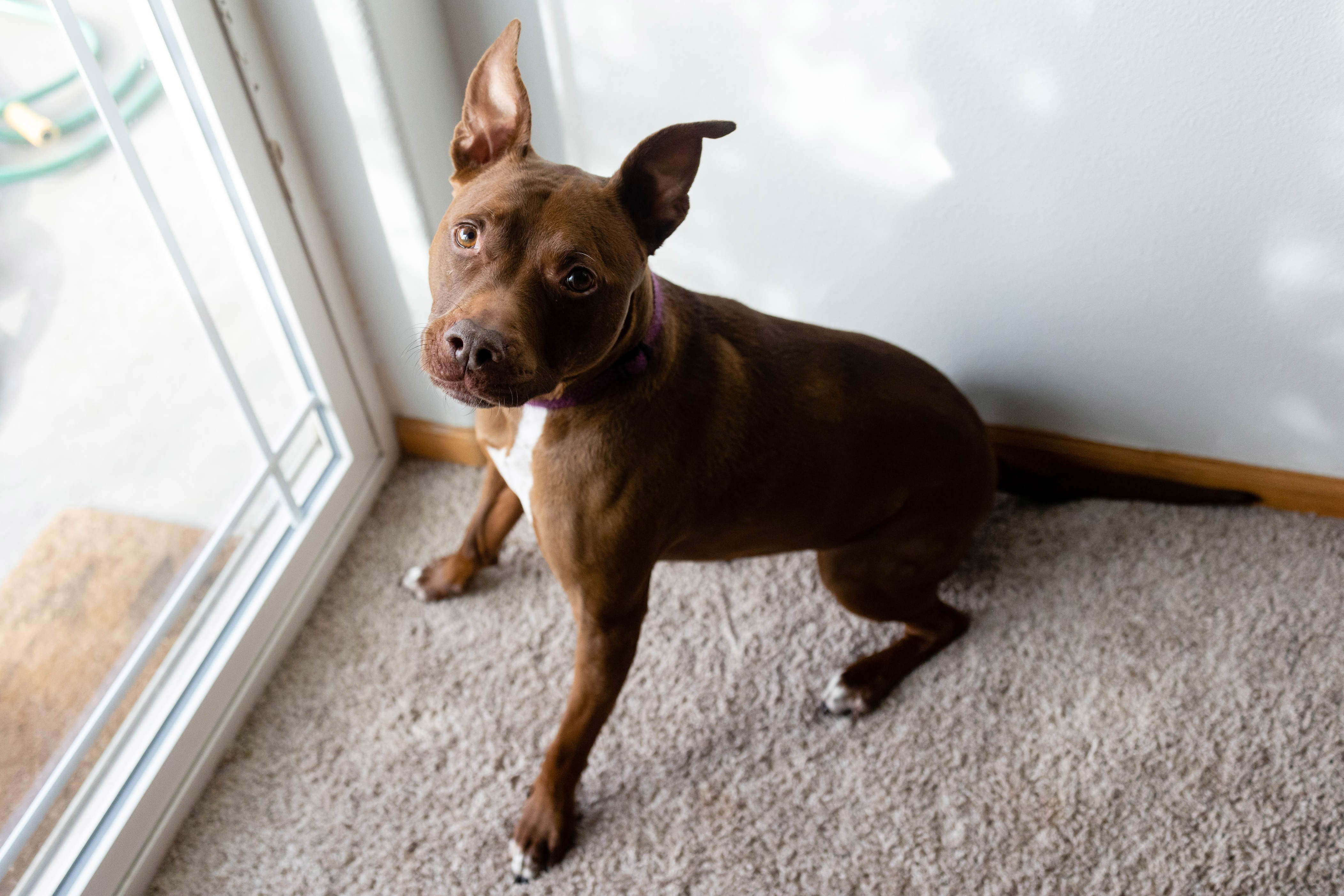 Dog greets strangers from window—what happens next changes everything