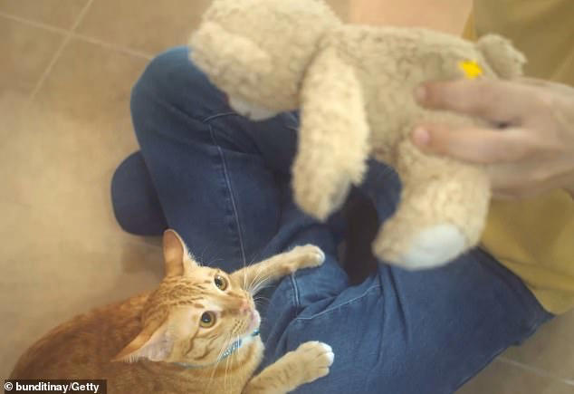 Can you speak CAT? Take the test to see if you can decode a moggie's ...