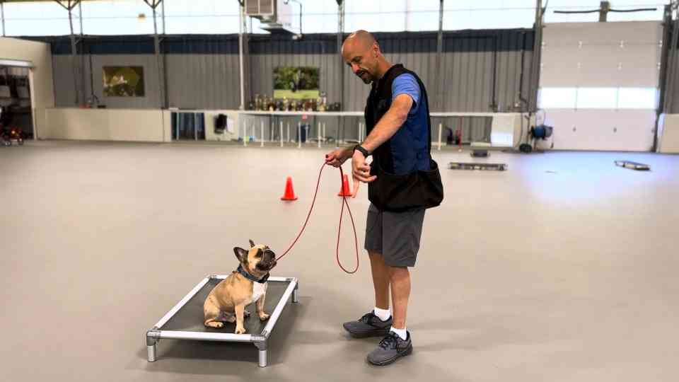 Train Your Dog Around Distractions