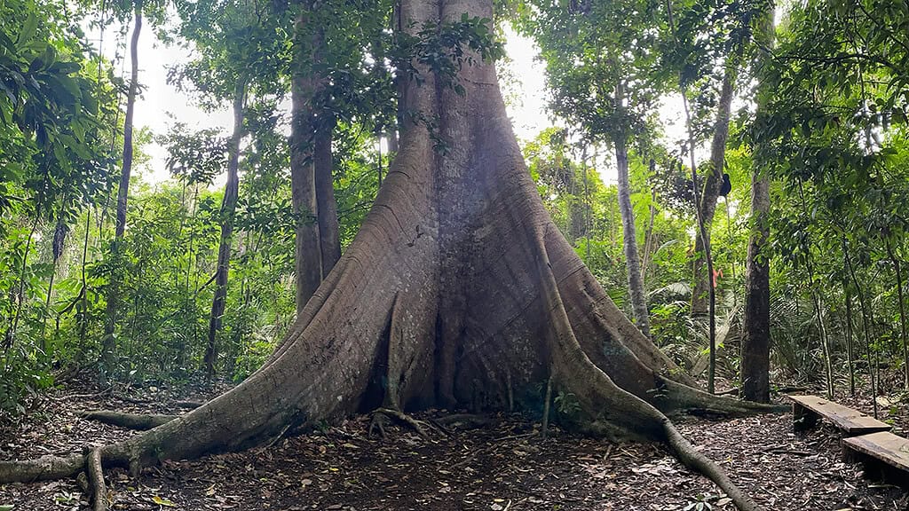 The Amazon’s Oldest Tree Are Bulking Up As CO2 Levels Rise