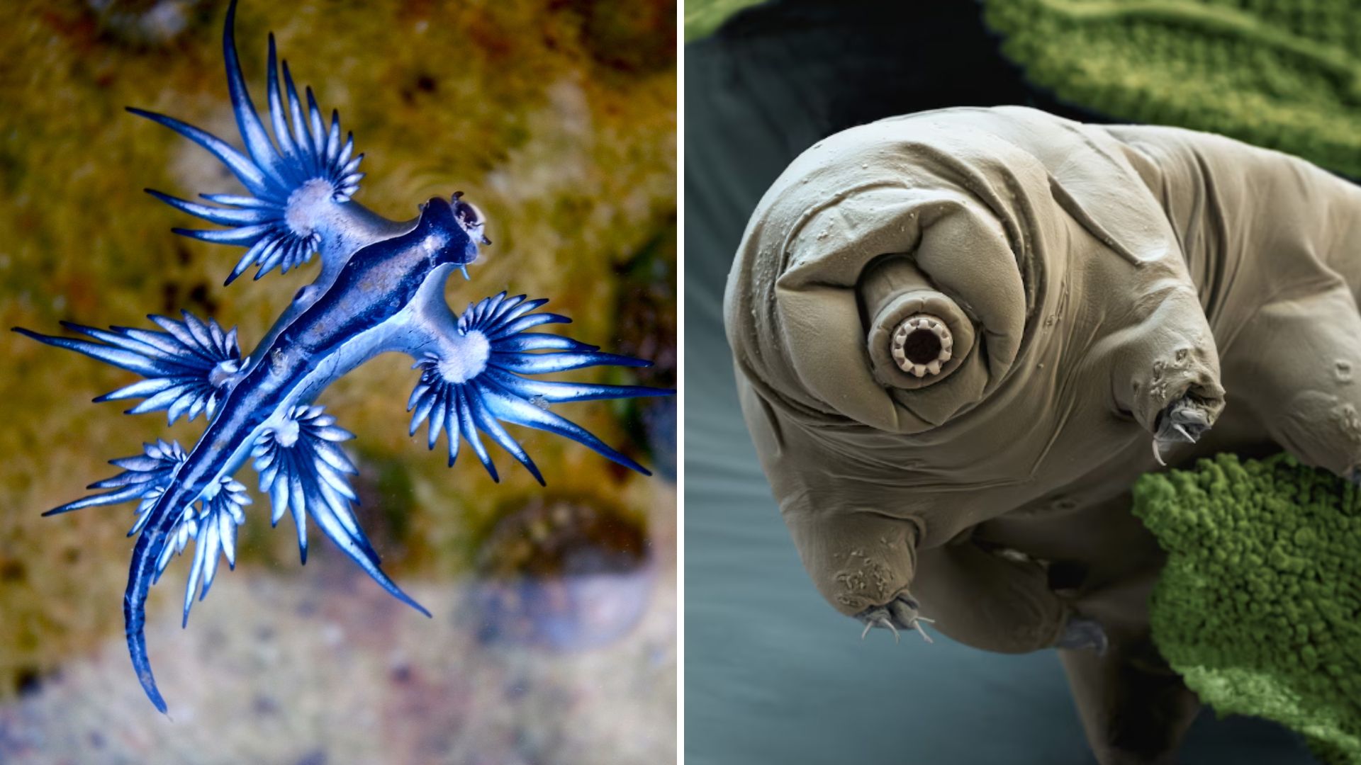 25 Plants and Animals That Shouldn’t Exist