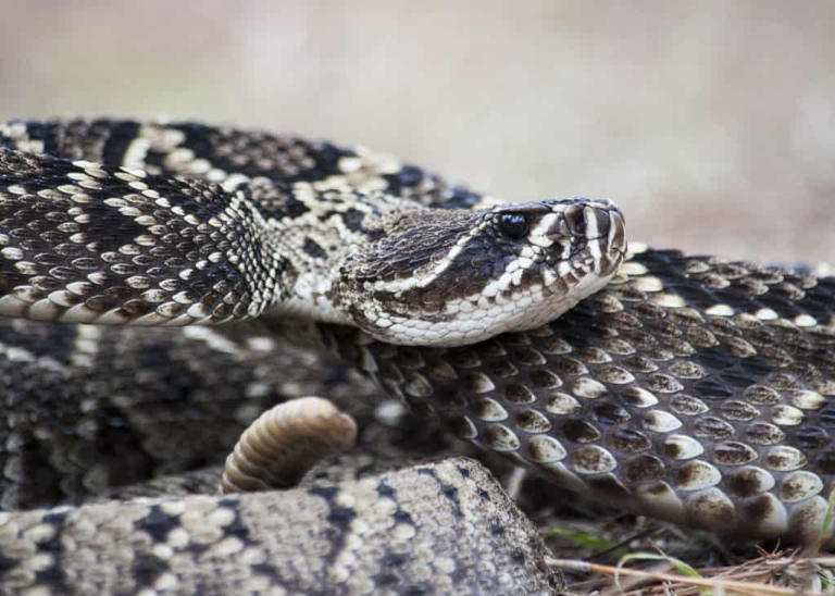 These Are the Most Venomous Snakes in North Carolina