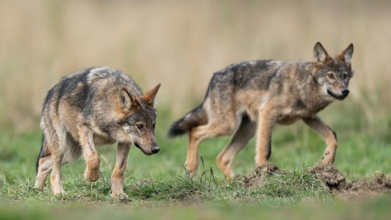 Why California Has Euthanized Wolves For The First Time In More Than A ...