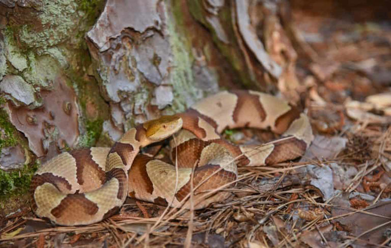 These Are the Most Venomous Snakes in North Carolina