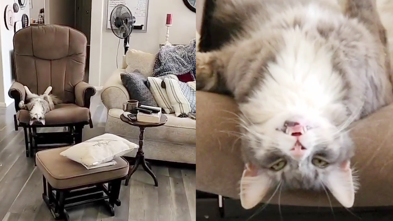 'Cat lies upside down on rocking chair to ponder his purpose in life