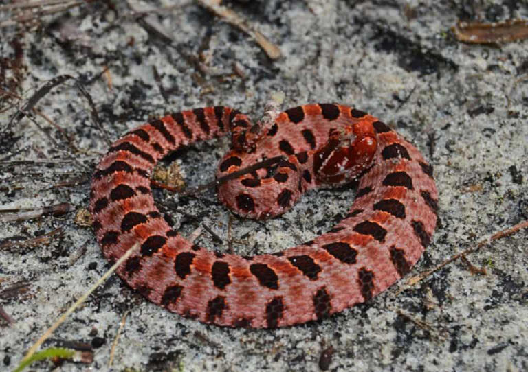 These Are the Most Venomous Snakes in North Carolina